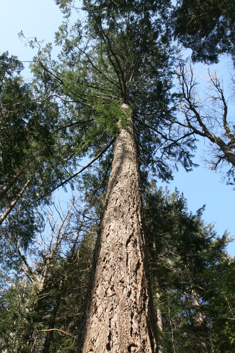 menziesii Pseudotsuga