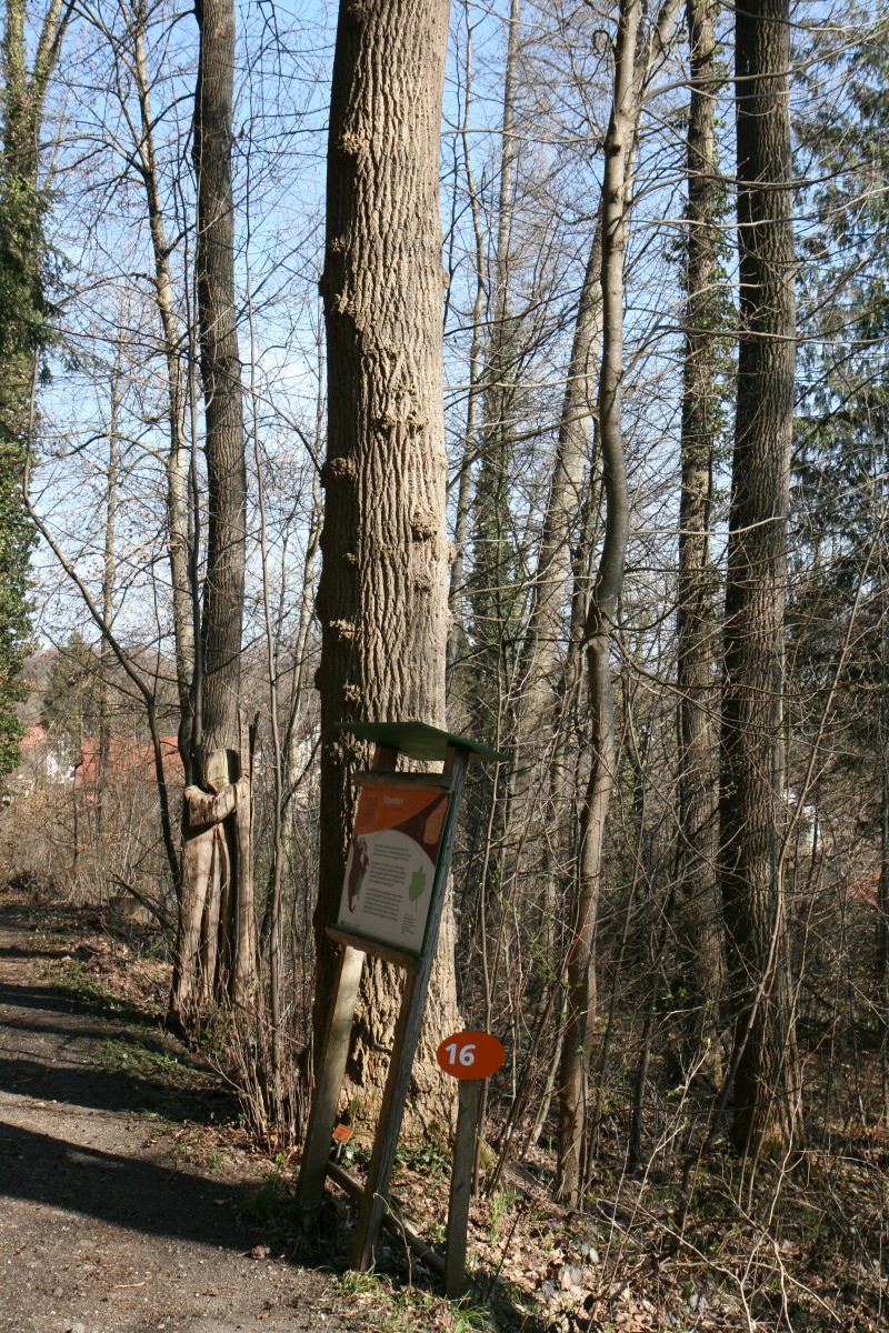 Liriodendron tulipifera