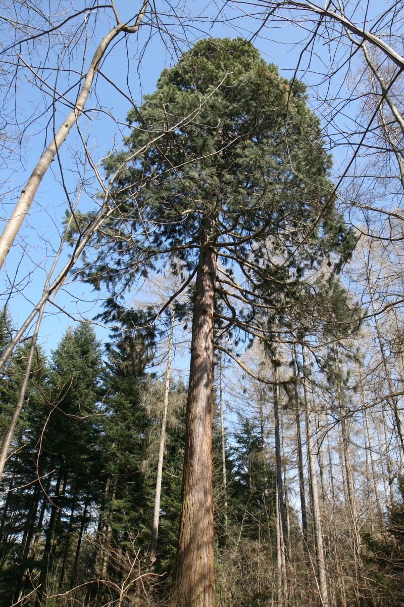 giganteum Sequoiadendron