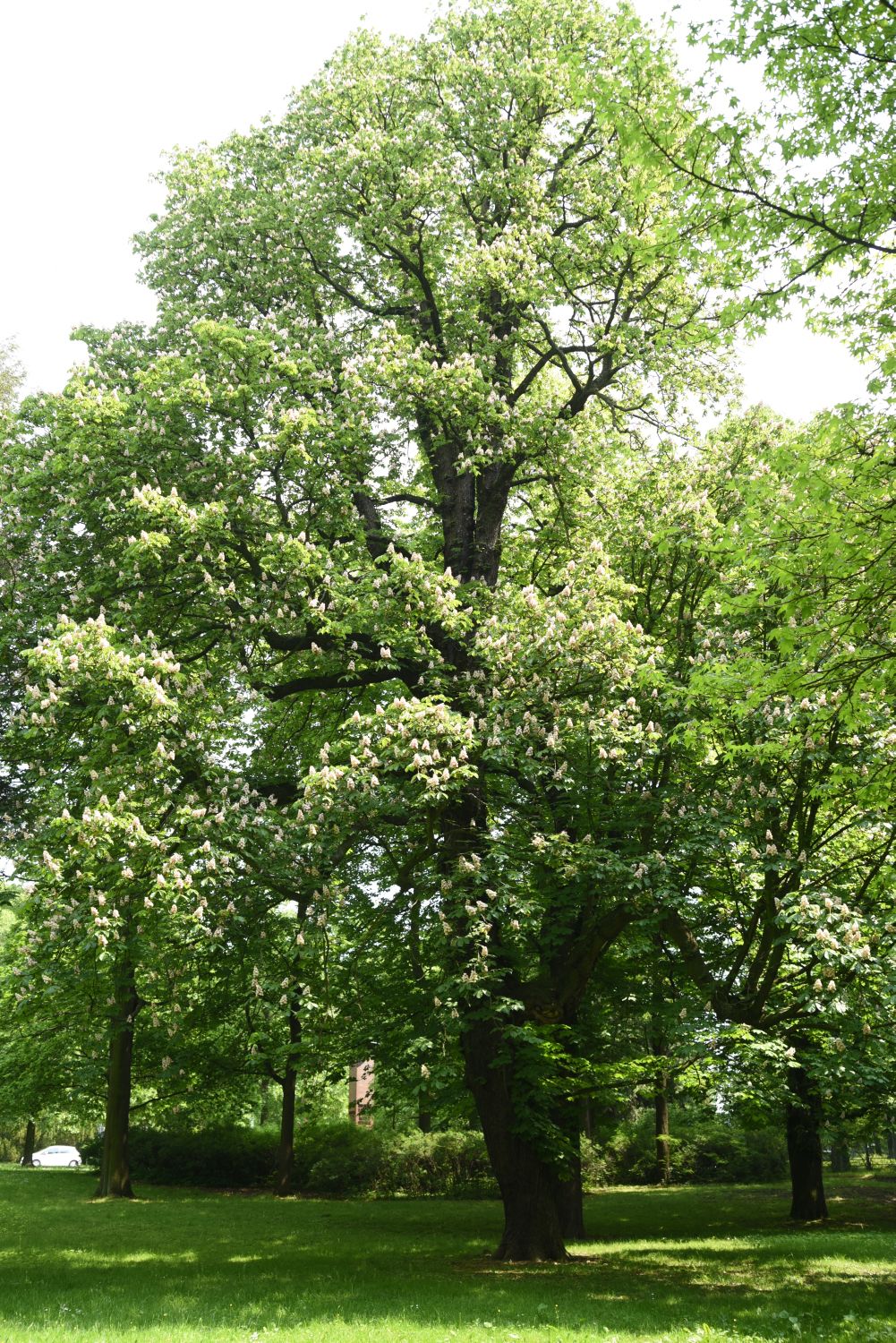 Gefülltblühende Rosskastanie - Görlitz - 2019