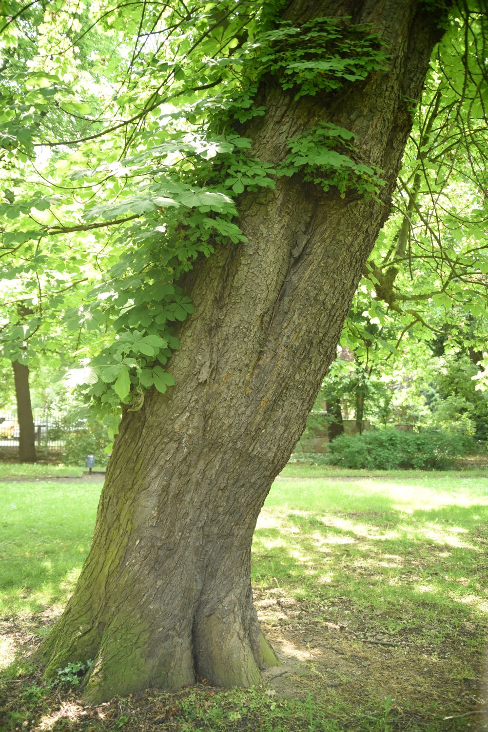 Gefülltblühende Rosskastanie - Görlitz - 2019