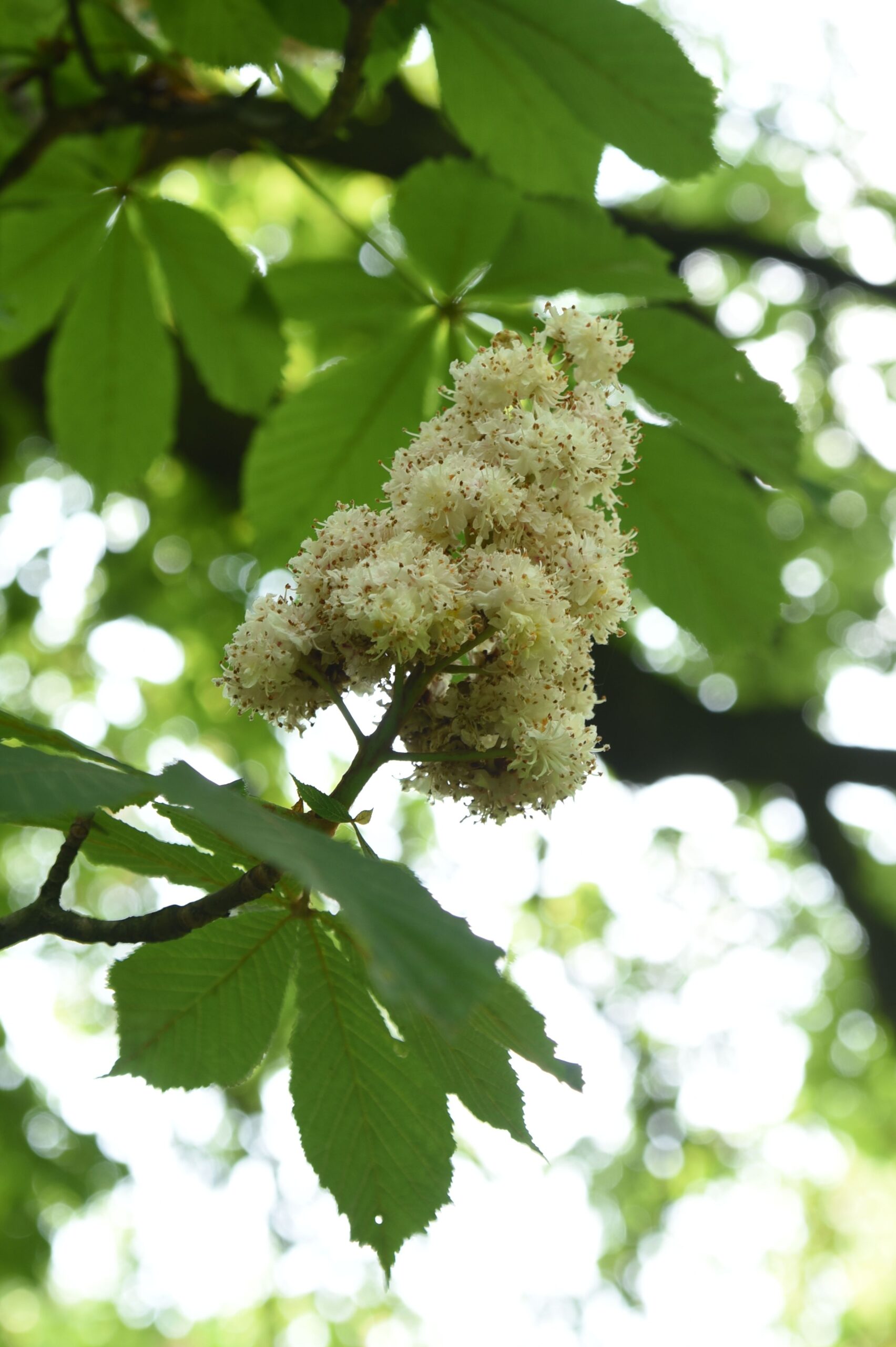 Gefülltblühende Rosskastanie - Görlitz - 2019
