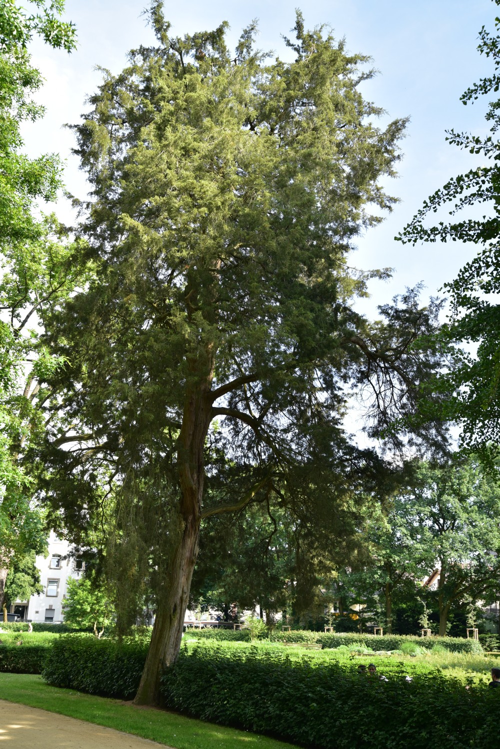 Juniperus virginiana