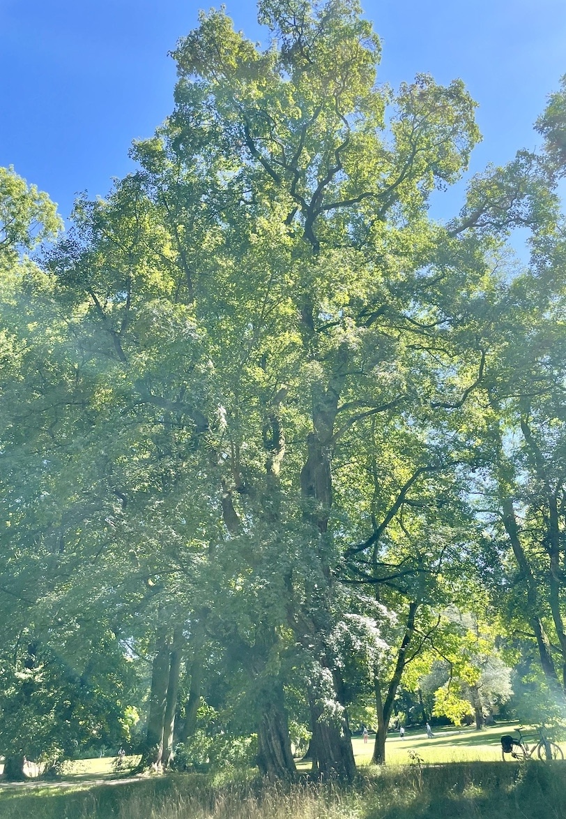 Acer campestre - Bad Homburg - August 2024