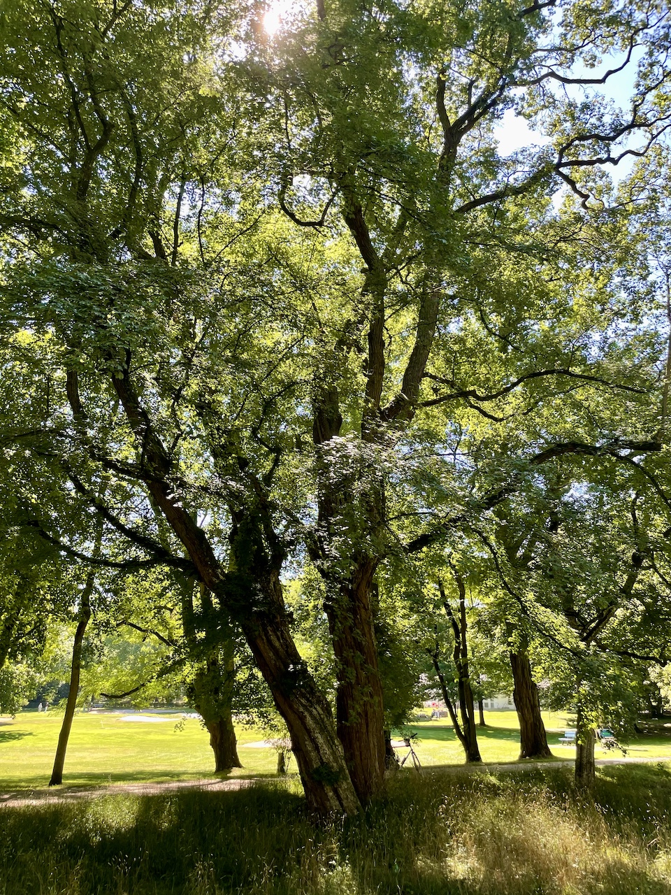 Acer campestre - Bad Homburg - August 2024