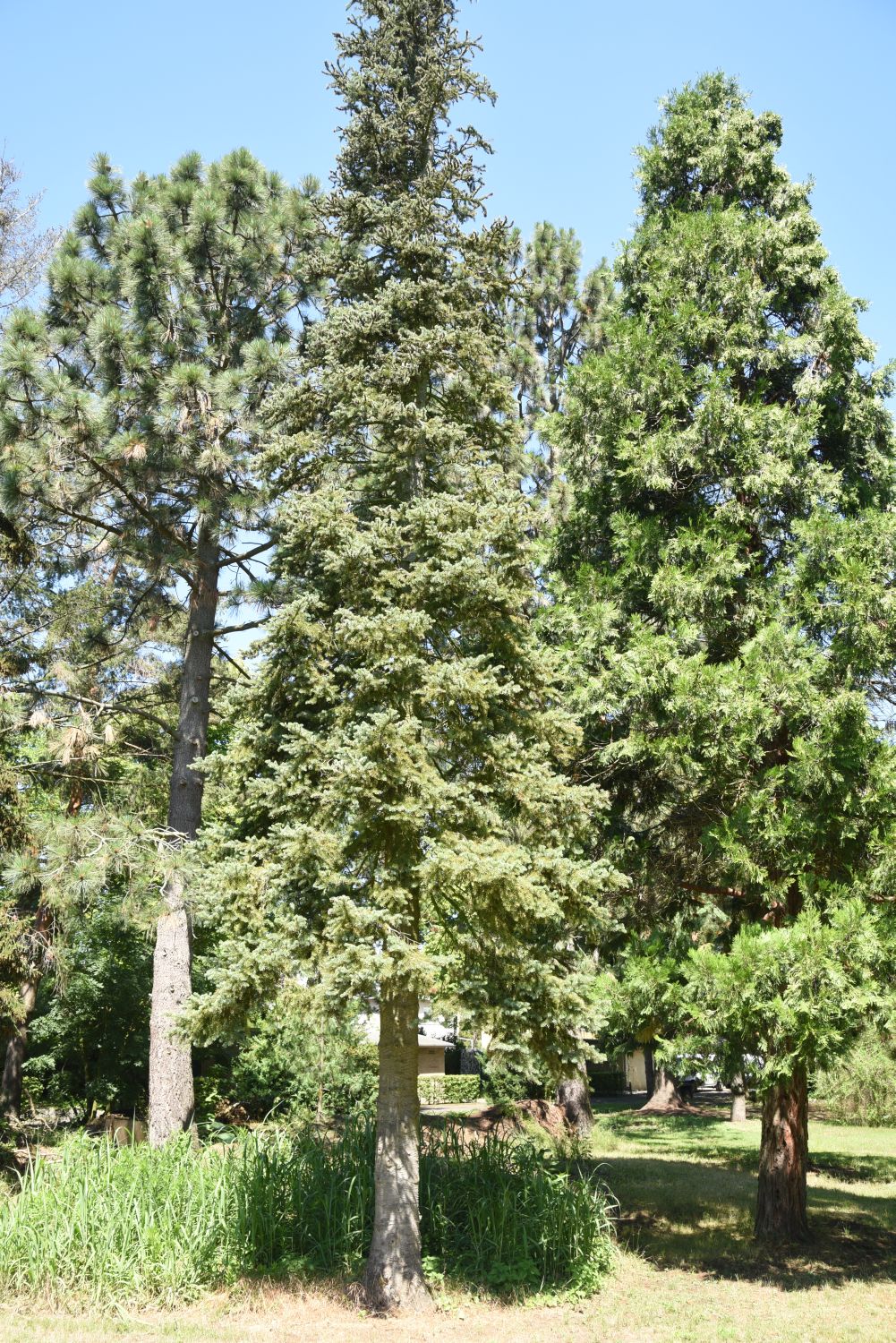 Abies lasiocarpa