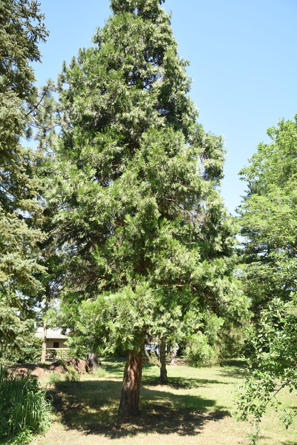 Calocedrus decurrens