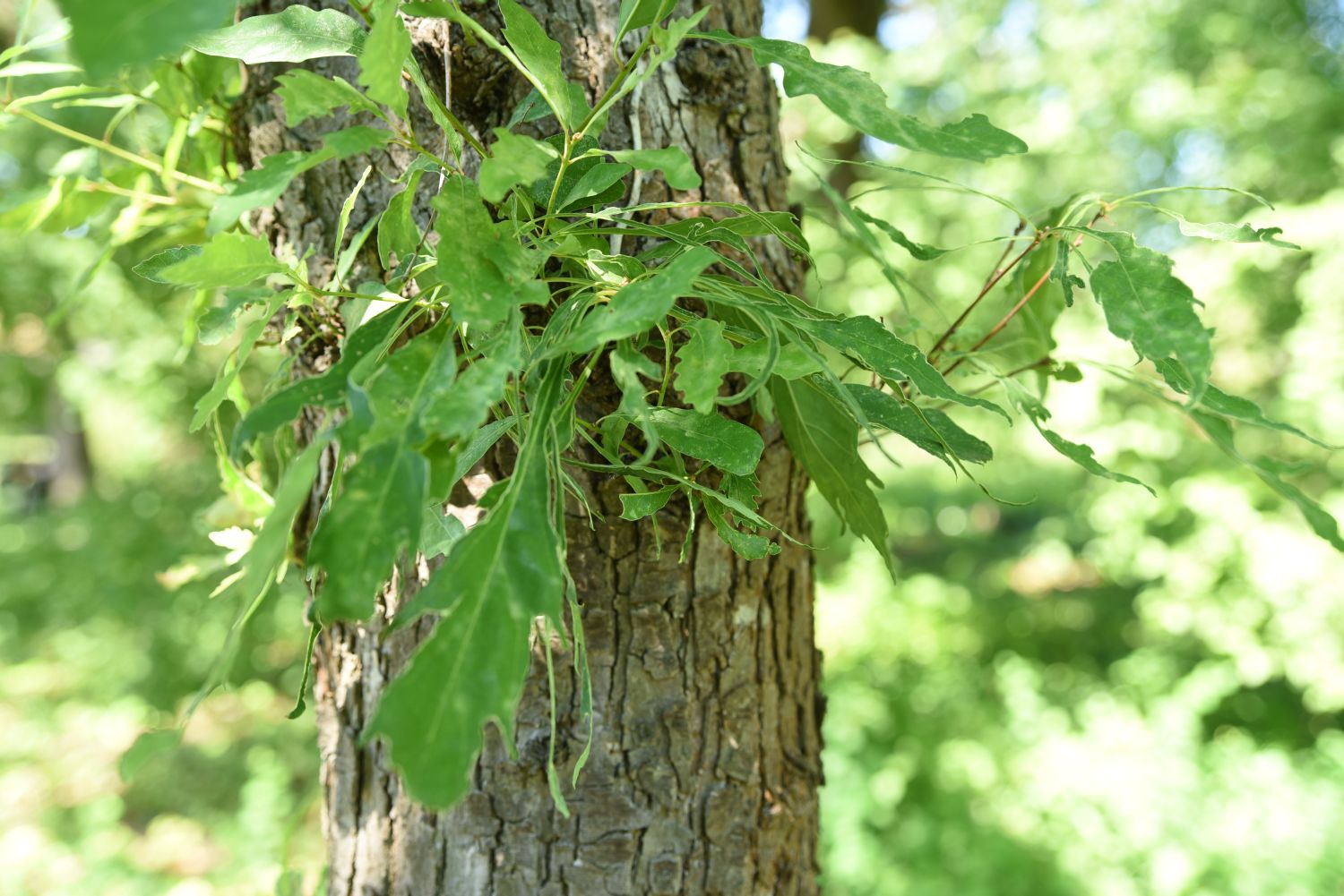 'Laciniata Crispa' petraea Quercus