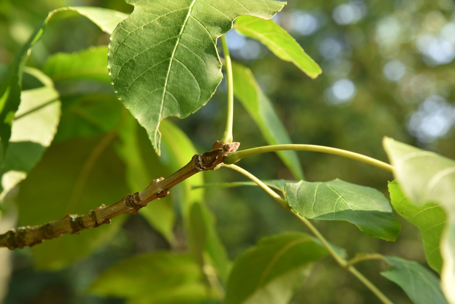 Fraxinus quadrangulata - Berlin Blankenfelde, Arboretum - 2019