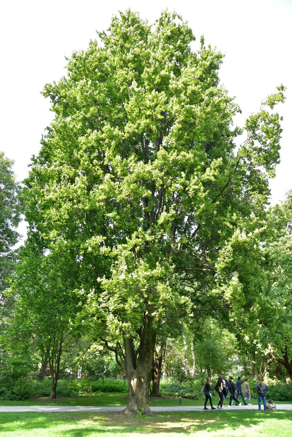 'Dawyck' Fagus sylvatica