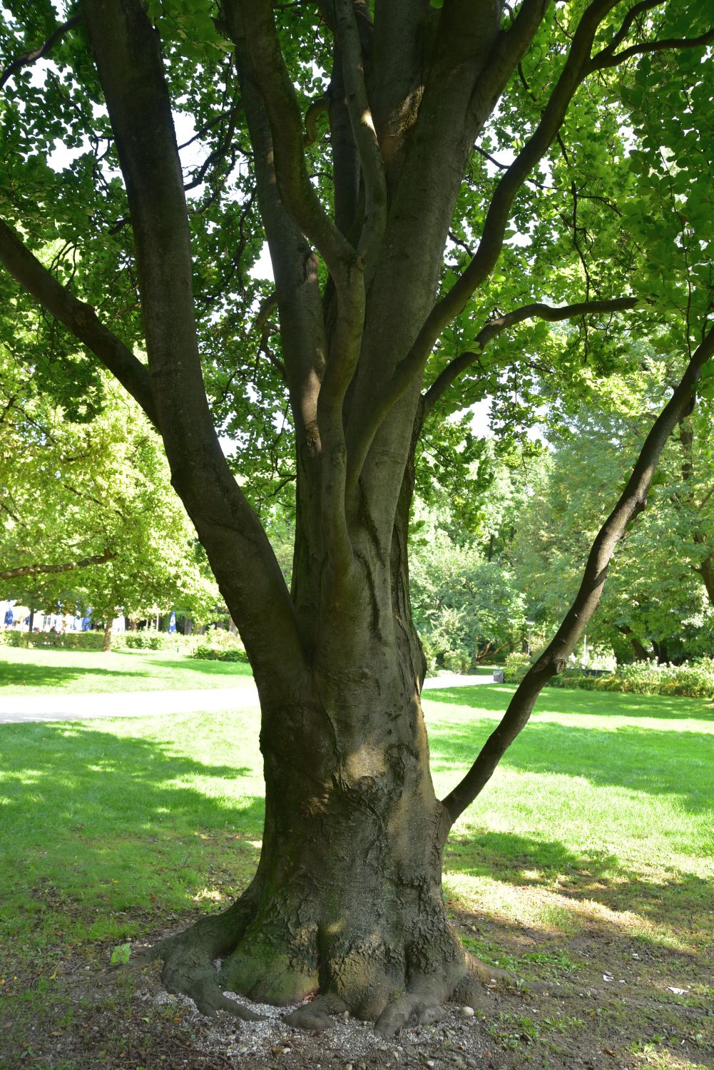Fagus sylvatica 'Dawyck' - München - 2017