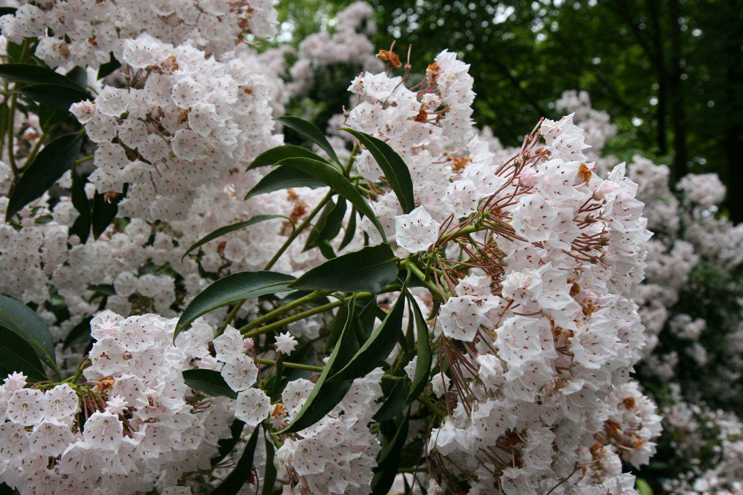 Kalmia latifolia - Düsseldorf-Angermund - Juni 2010