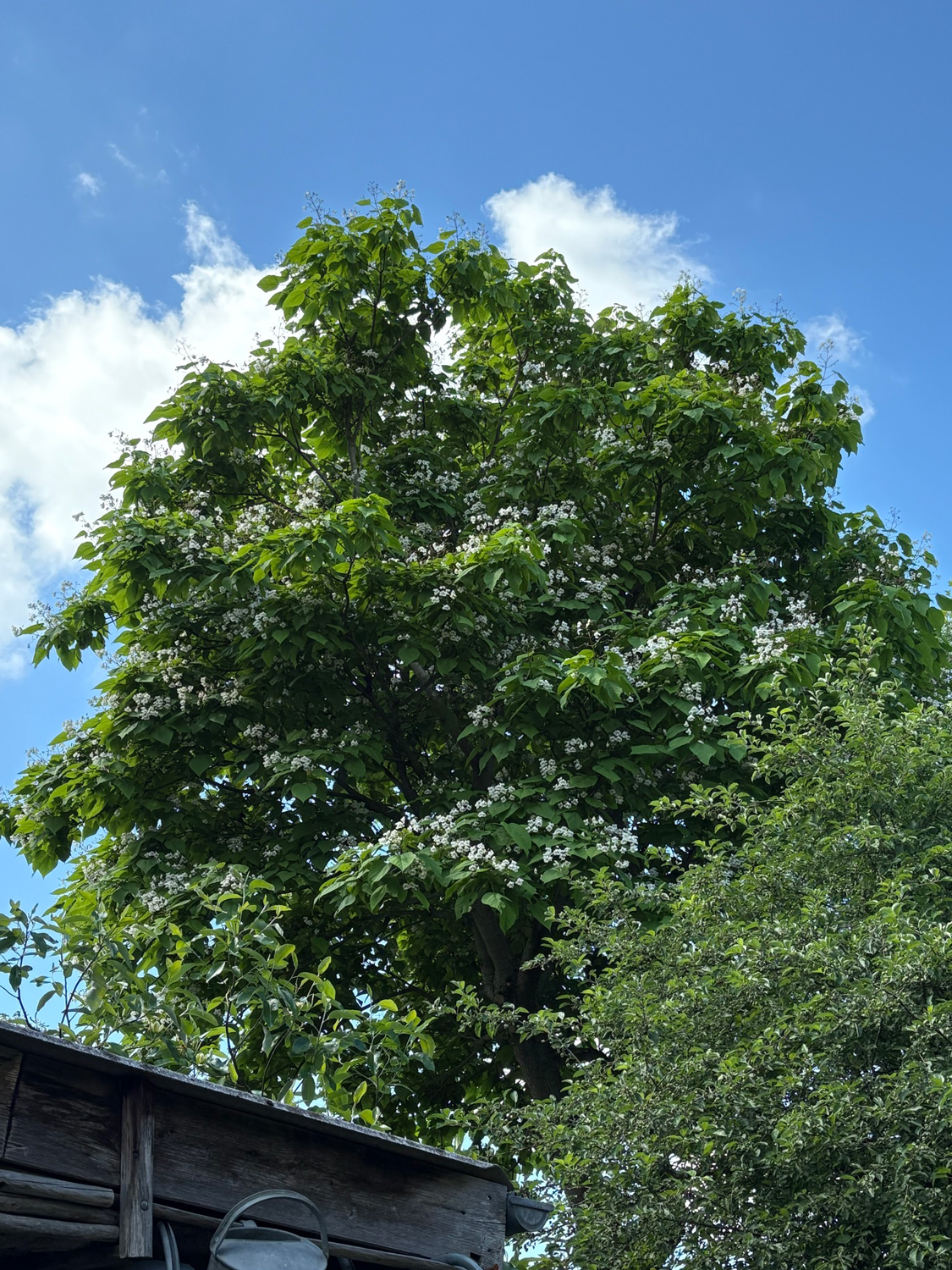 Catalpa speciosa