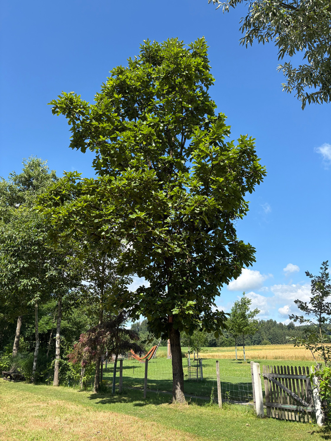 'Carl Ferris Miller' dentata Quercus