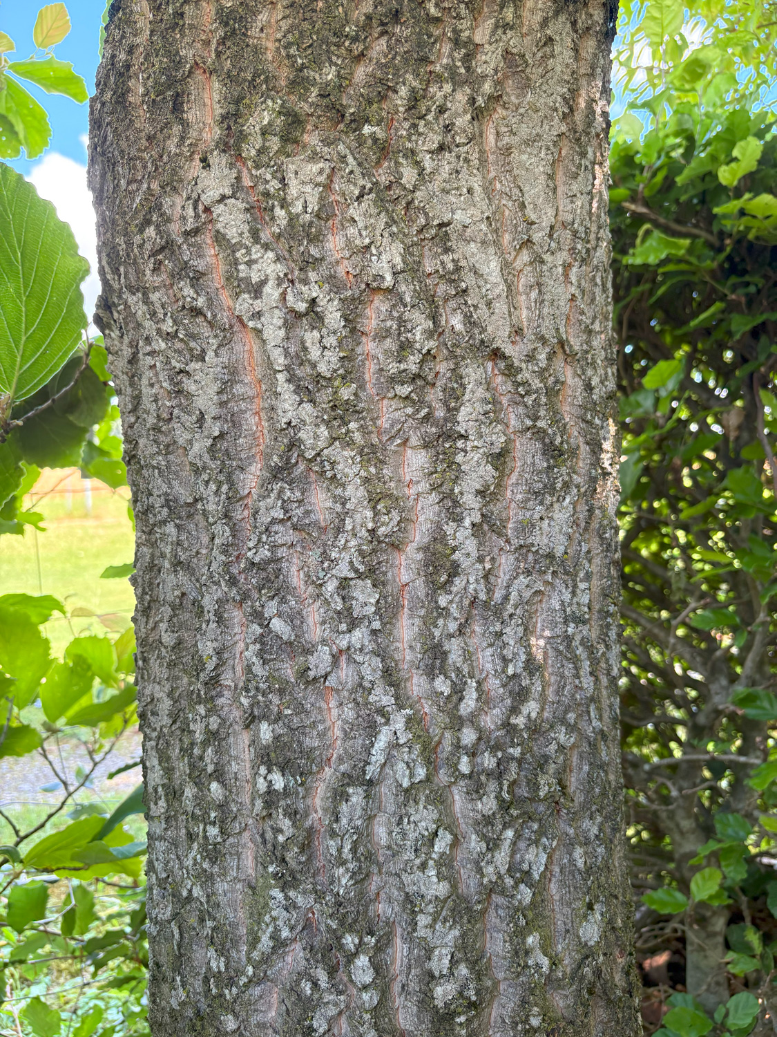 Quercus variabilis - Kammlach, Höllberg 14 - Juni 2025