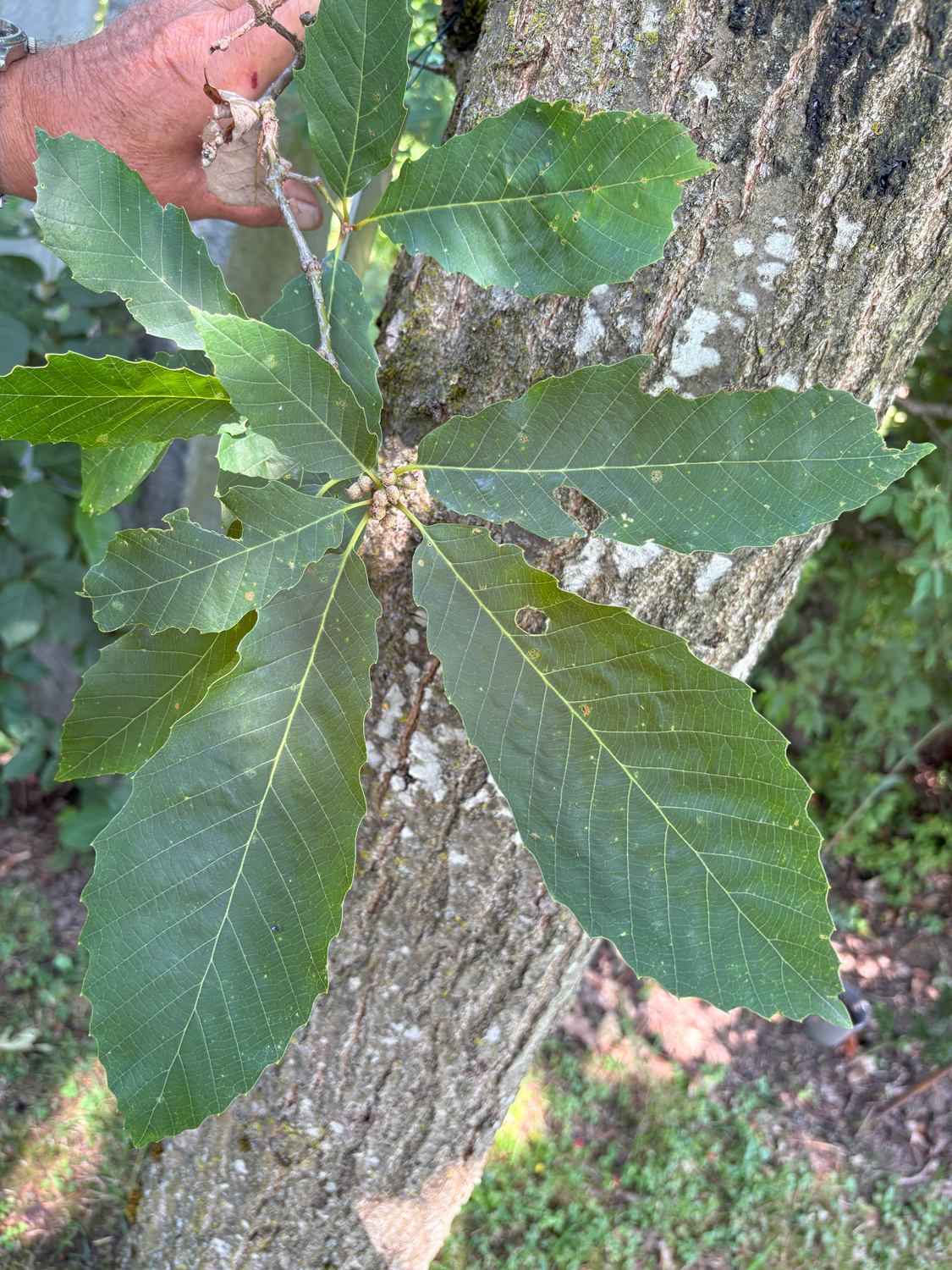 Quercus aliena - Kammlach, Höllberg 14 - Juni 2025