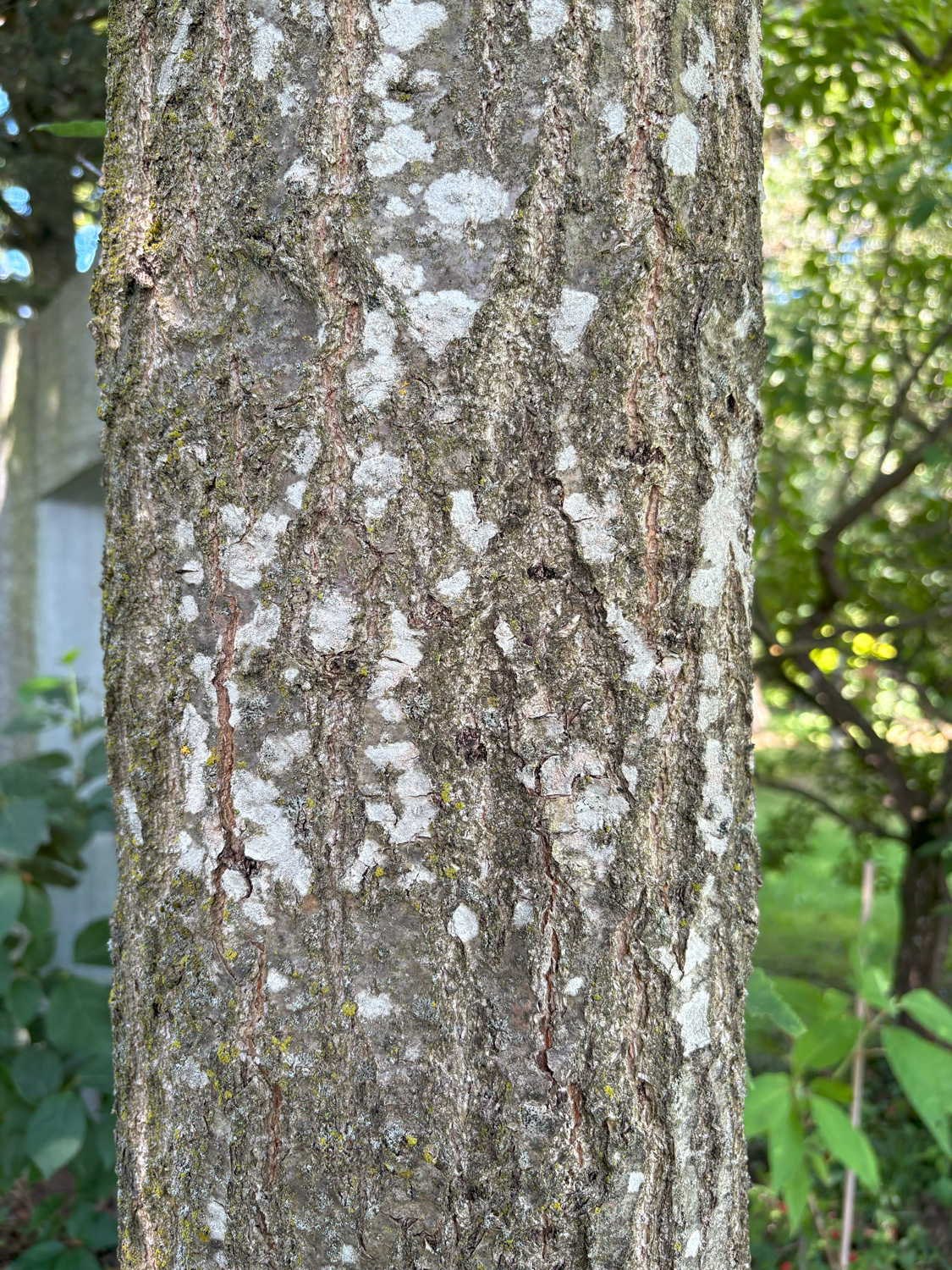 Quercus aliena - Kammlach, Höllberg 14 - Juni 2025