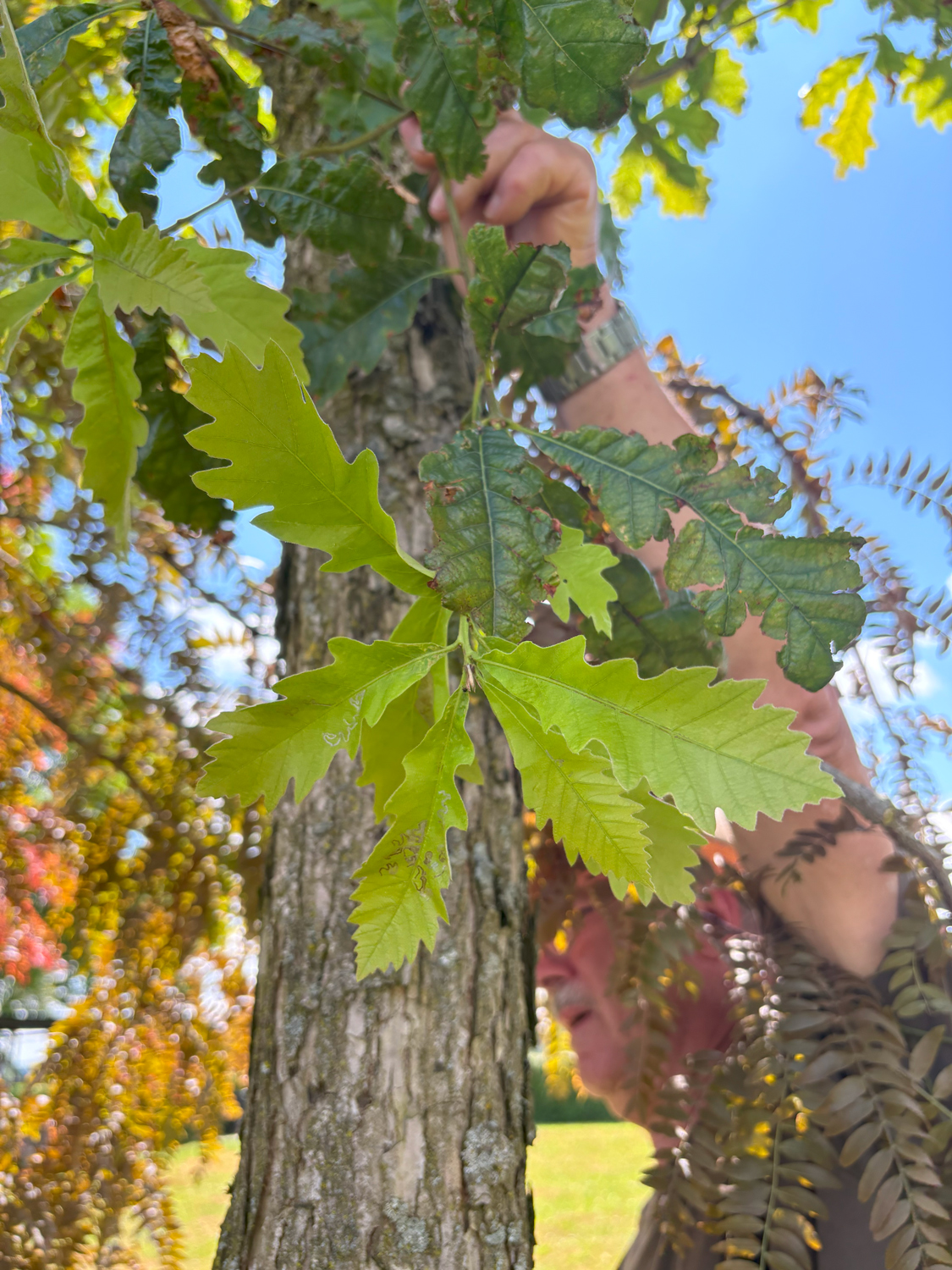 Quercus bicolor - Kammlach, Höllberg 14 - Juni 2025