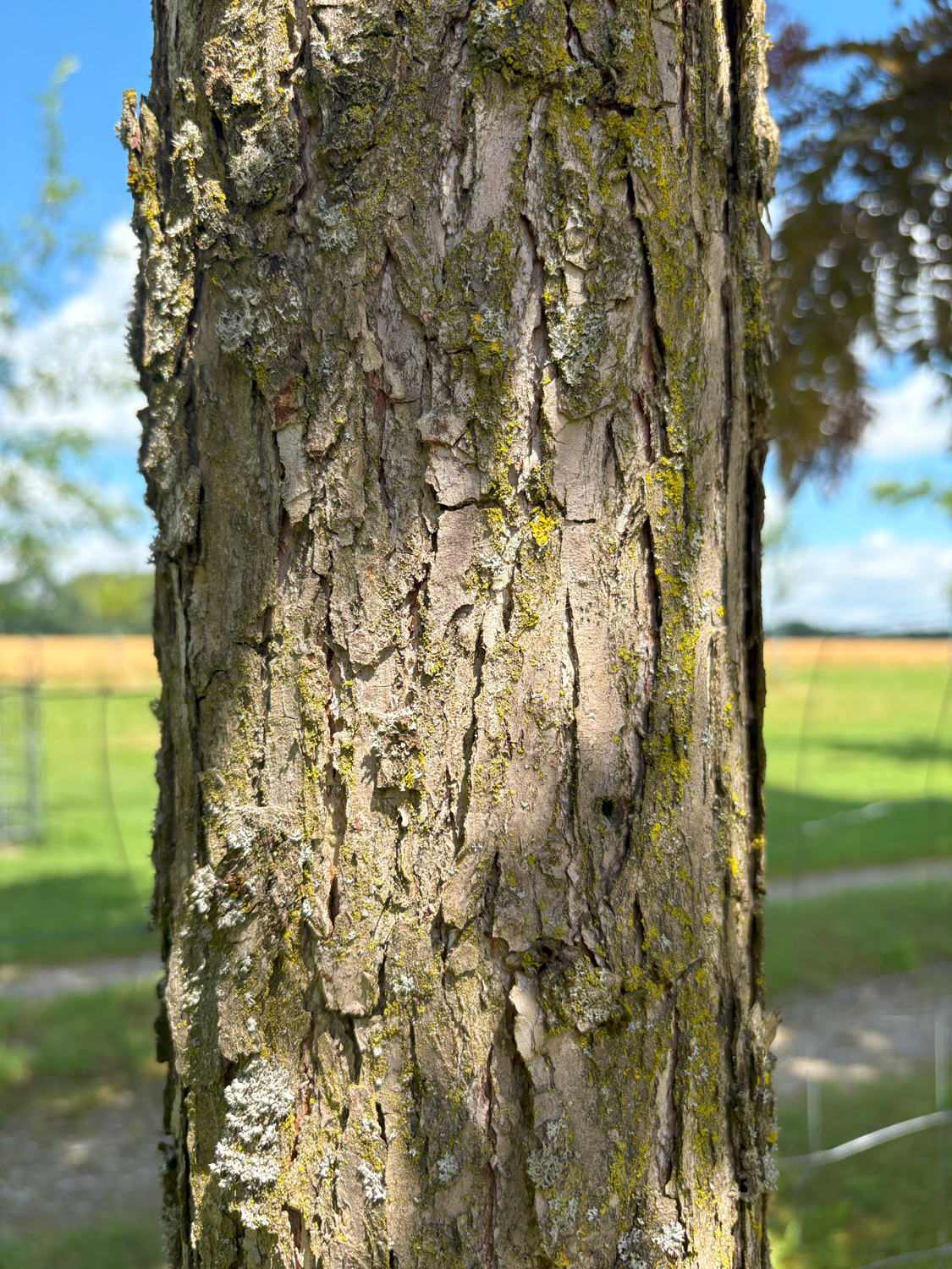 Quercus bicolor - Kammlach, Höllberg 14 - Juni 2025