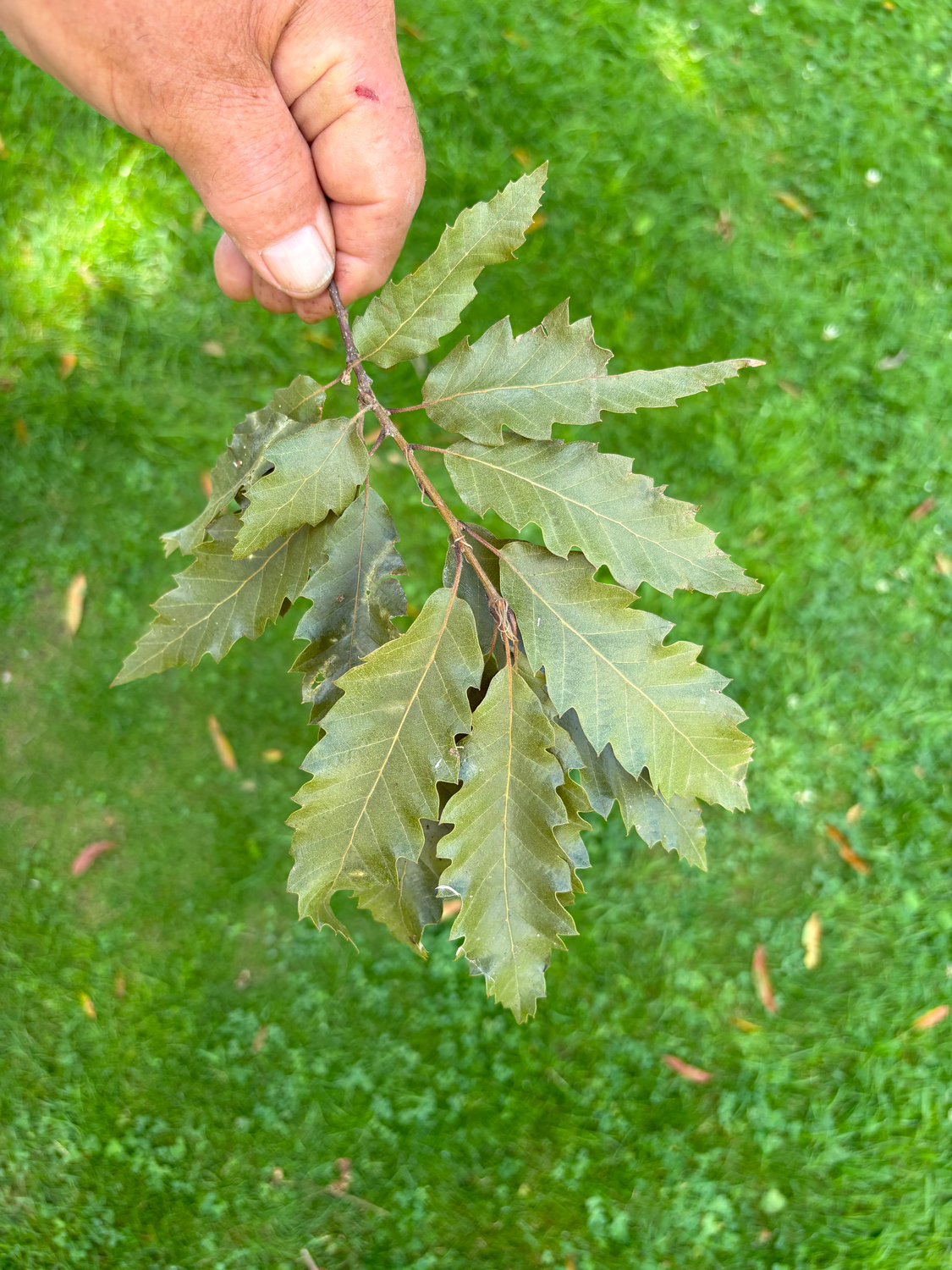 Quercus castaneifolia - Kammlach, Höllberg 14 - Juni 2025