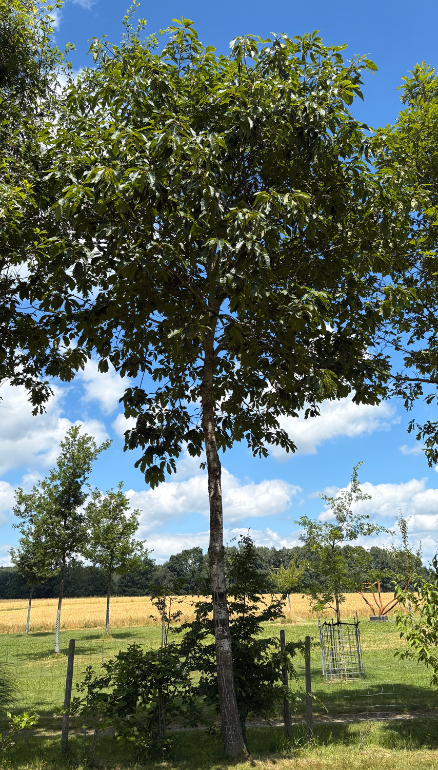 ellipsoidalis Quercus