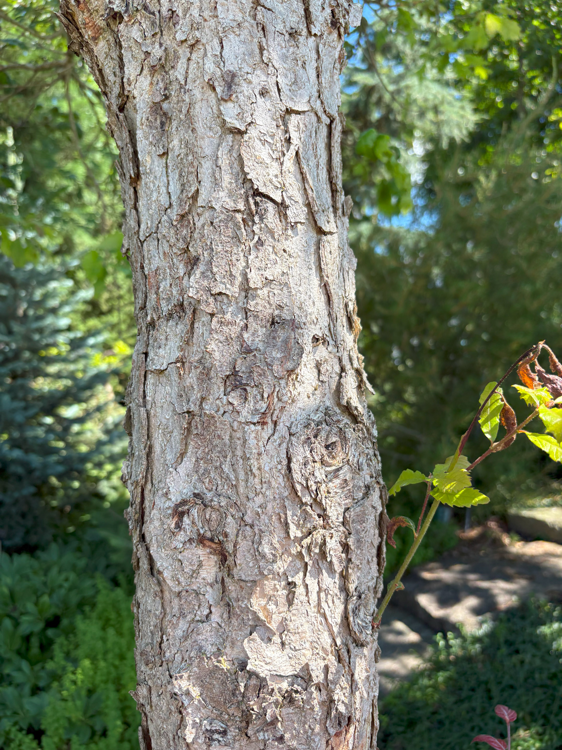 Quercus michauxii - Kammlach, Höllberg 14 - Juni 2025