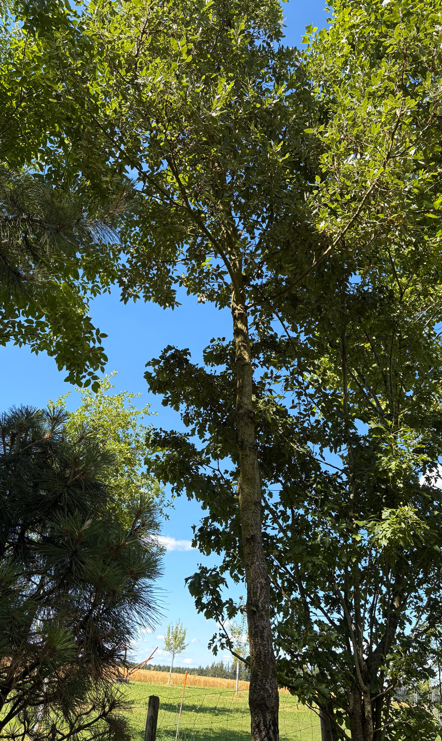 'Fulhamensis' × crenata Quercus