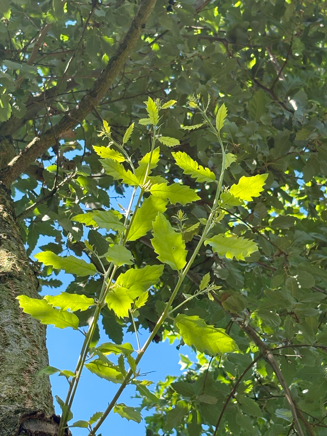 Quercus × creanata 'Fulhamensis' - Kammlach, Höllberg 14 - Juni 2025