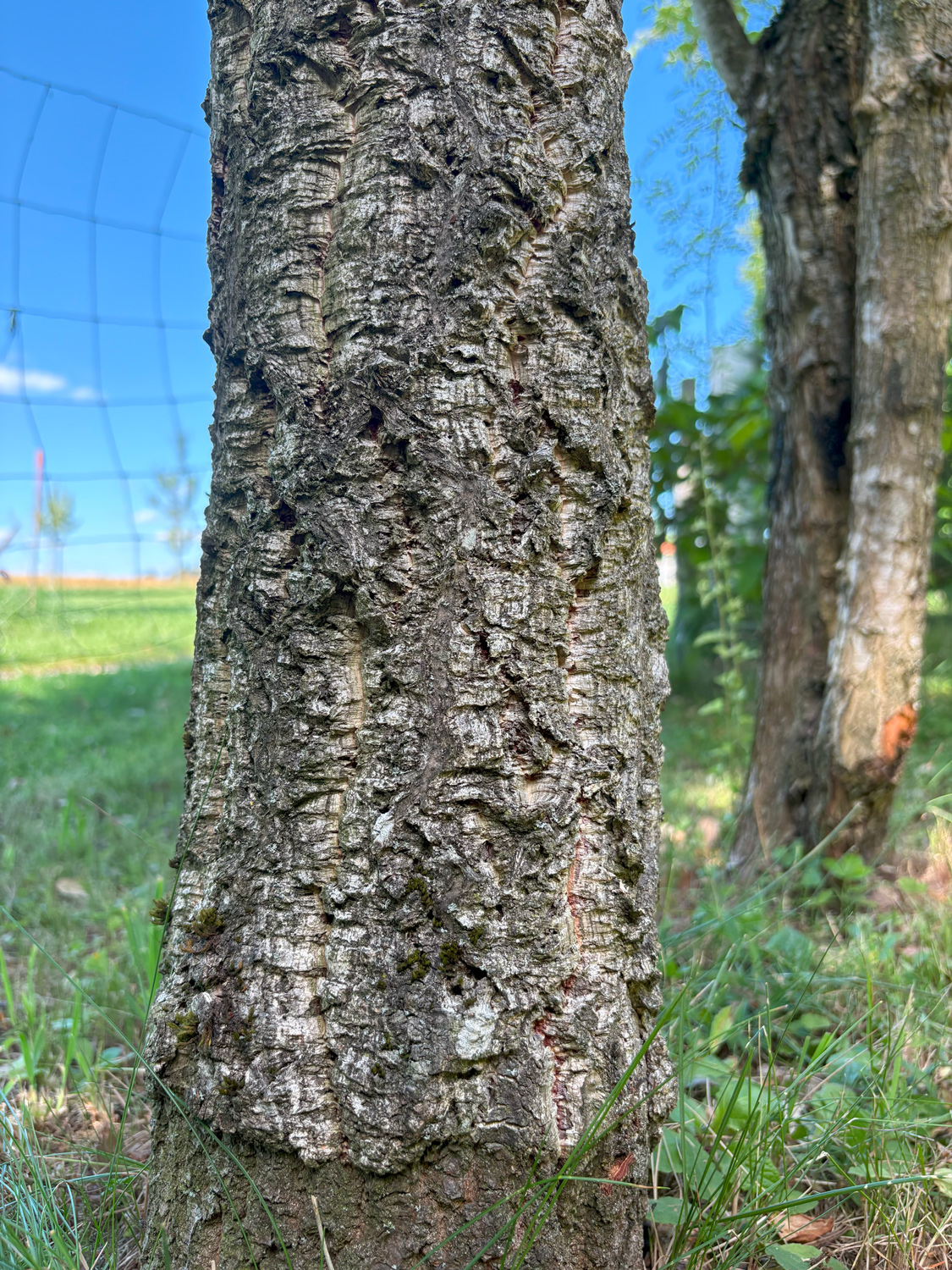 Quercus × creanata 'Fulhamensis' - Kammlach, Höllberg 14 - Juni 2025