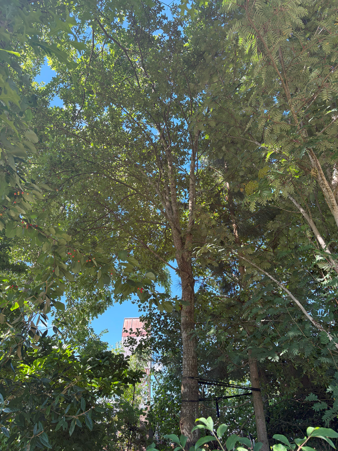 'Lucombeana' × crenata Quercus