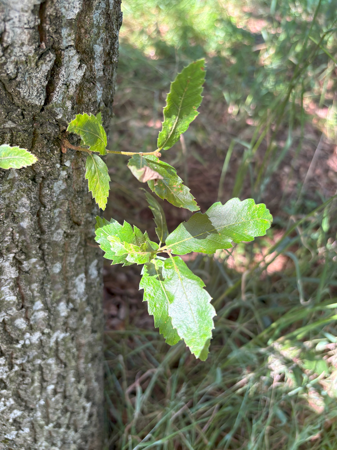 Quercus × creanata 'Lucombeana' - Kammlach, Höllberg 14 - Juni 2025
