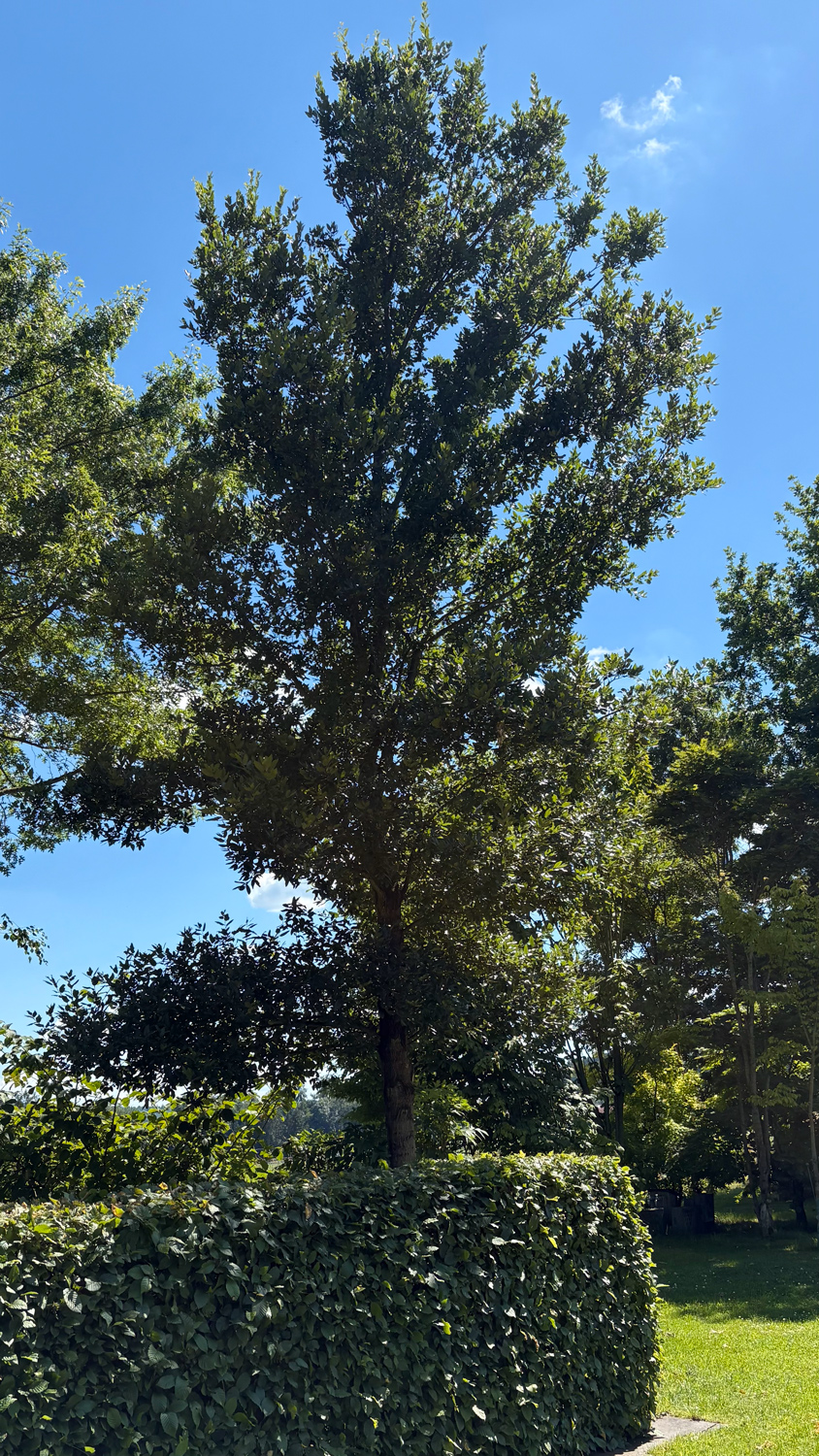 'Wageningen' × crenata Quercus