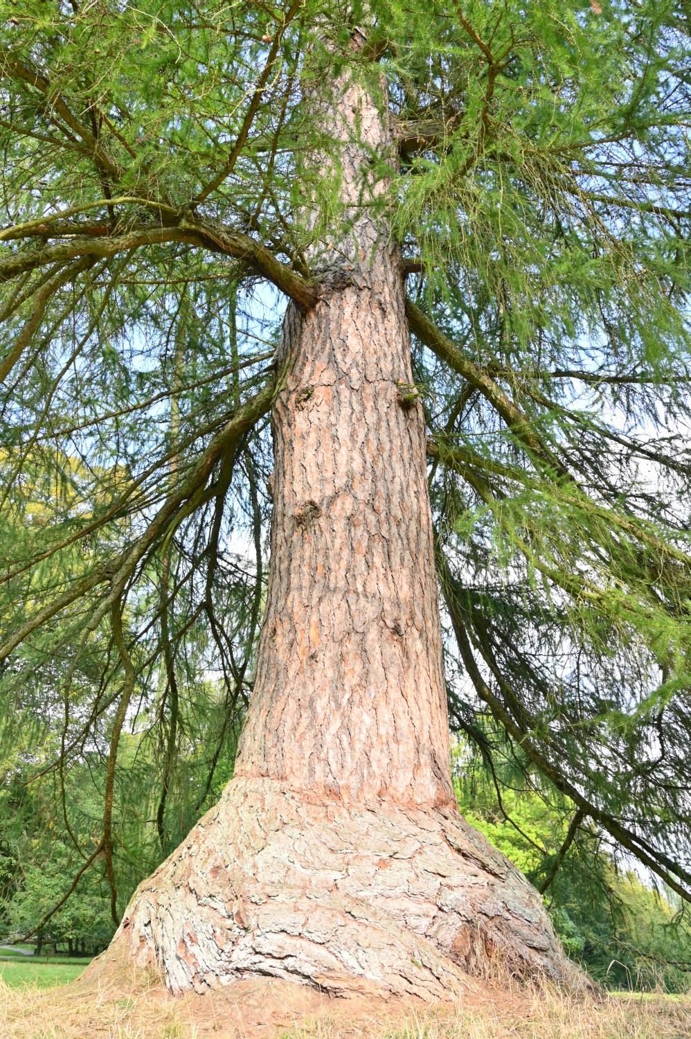 Larix decidua - Kassel-Wilhelmshöhe - Oktober 2021