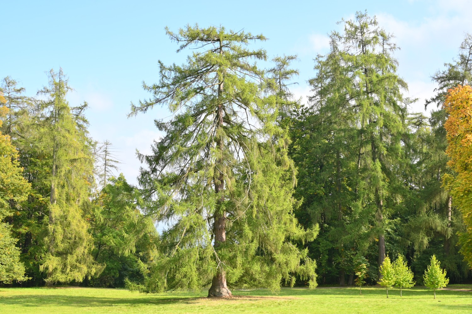 Larix decidua - Kassel-Wilhelmshöhe - Oktober 2021