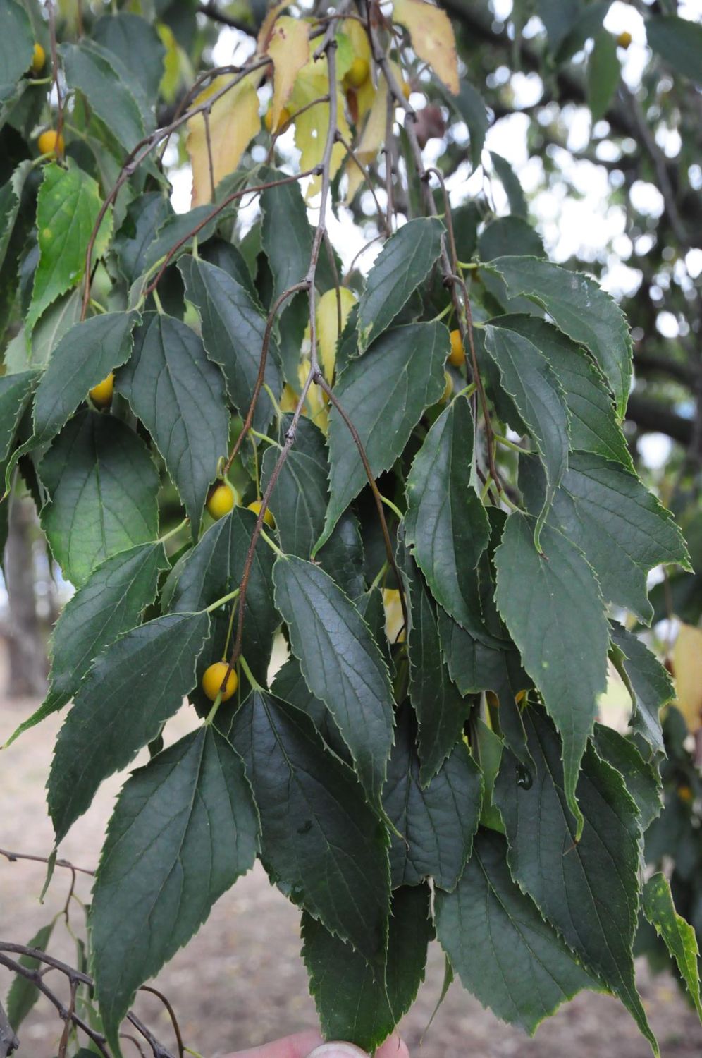 Celtis australis - Würzburg - 2018
