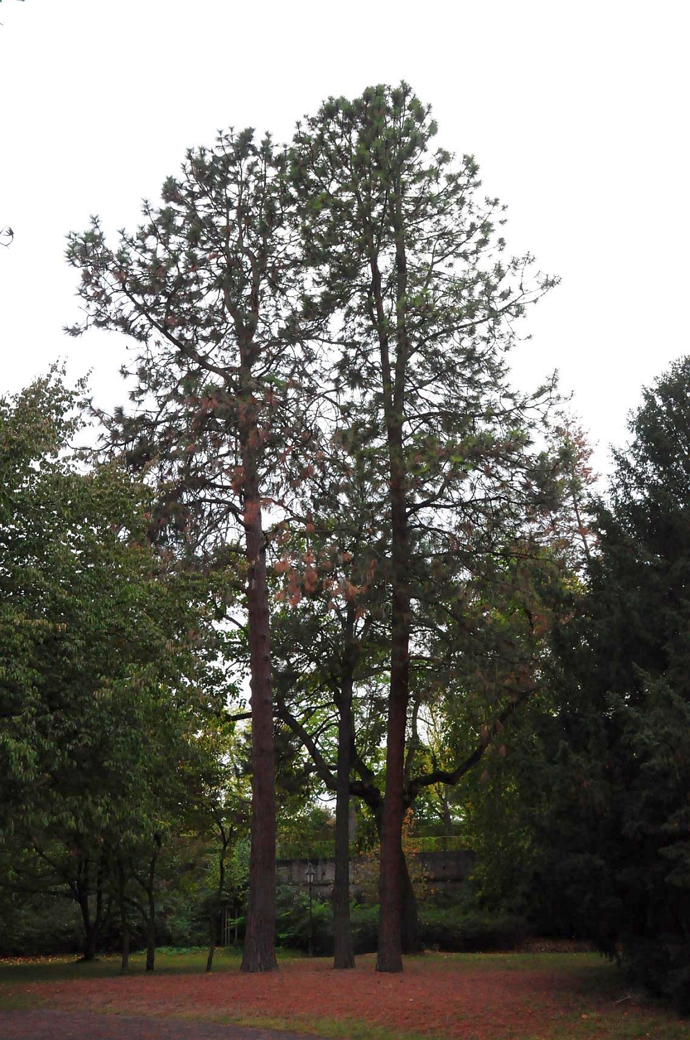 Pinus ponderosa