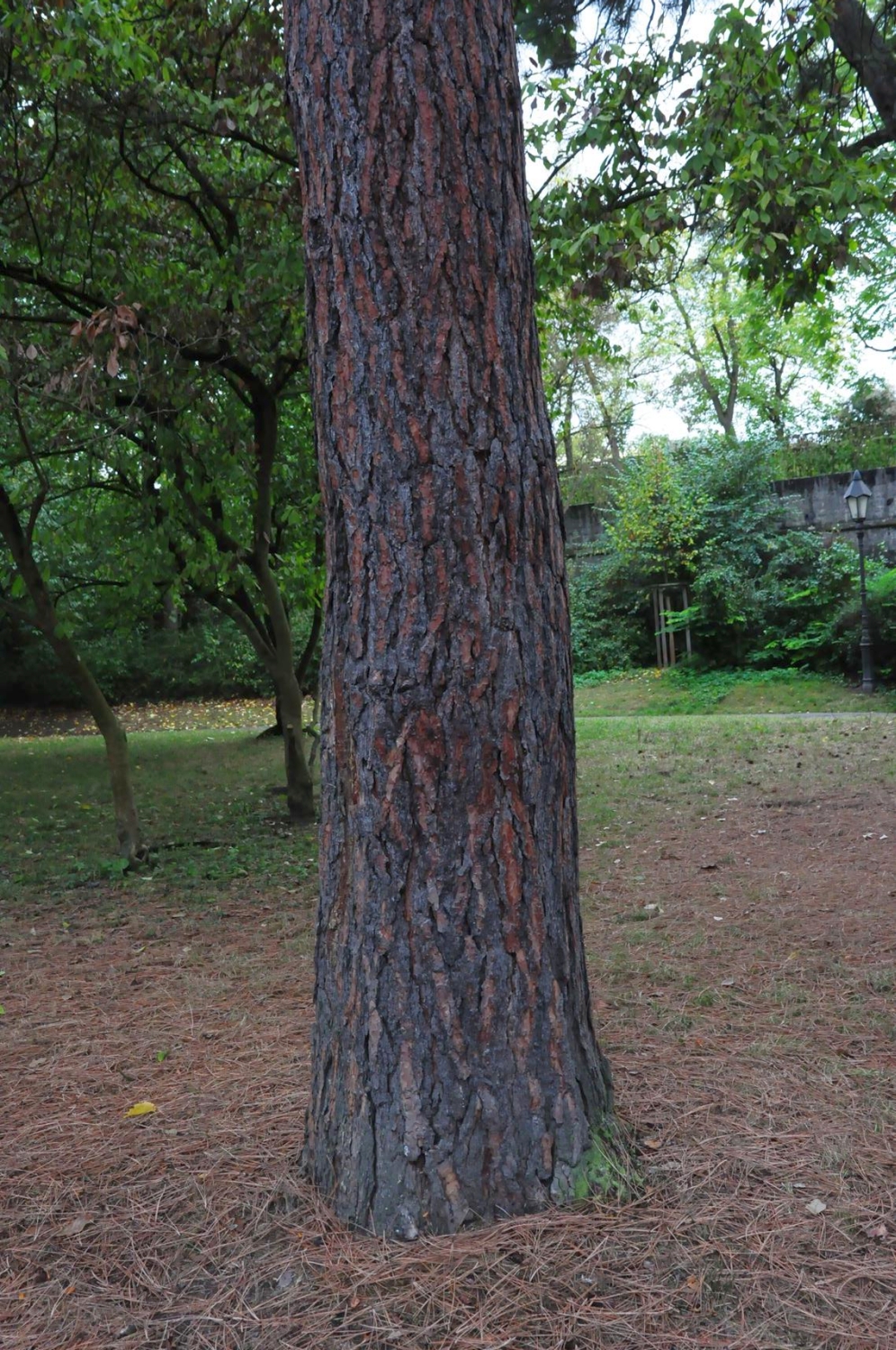 Pinus ponderosa - Würzburg - 2015