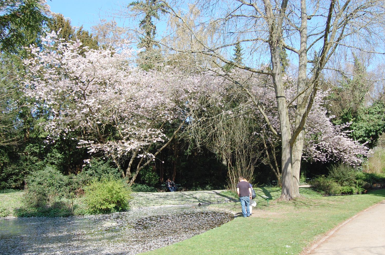 'Accolade' × subhirtella Prunus