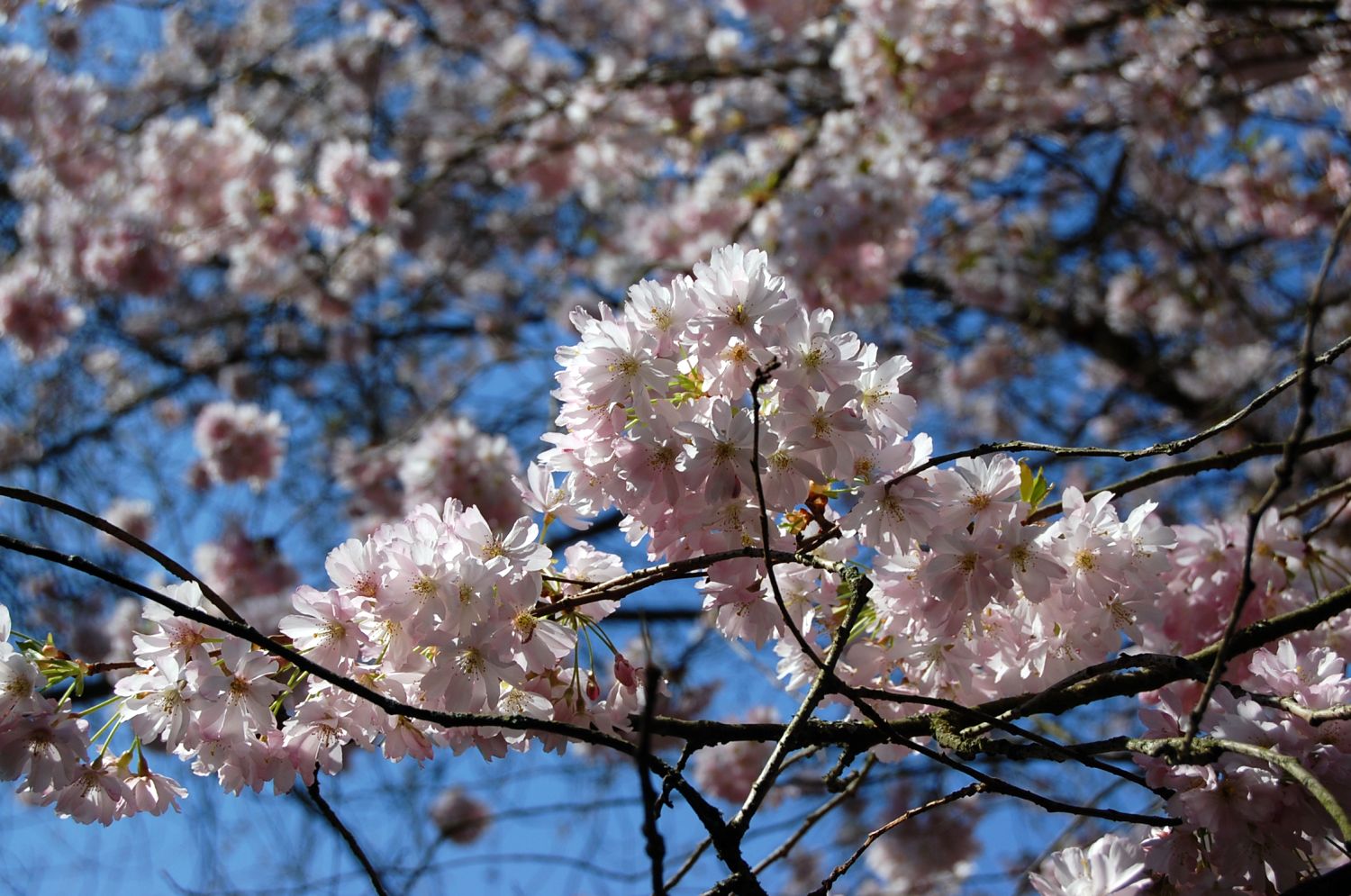 Prunus × subhirtella 'Accolade' - Würzburg - 2015