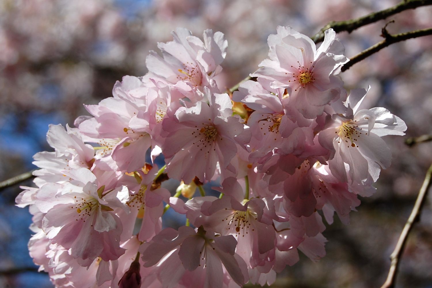 Prunus × subhirtella 'Accolade' - Würzburg - 2015