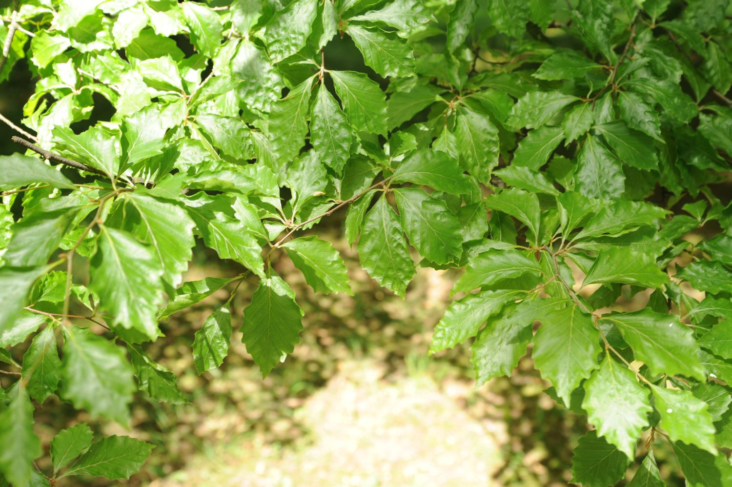 Fagus sylvatica 'Grandidentata' - Bad Homburg - Kurpark - 2014
