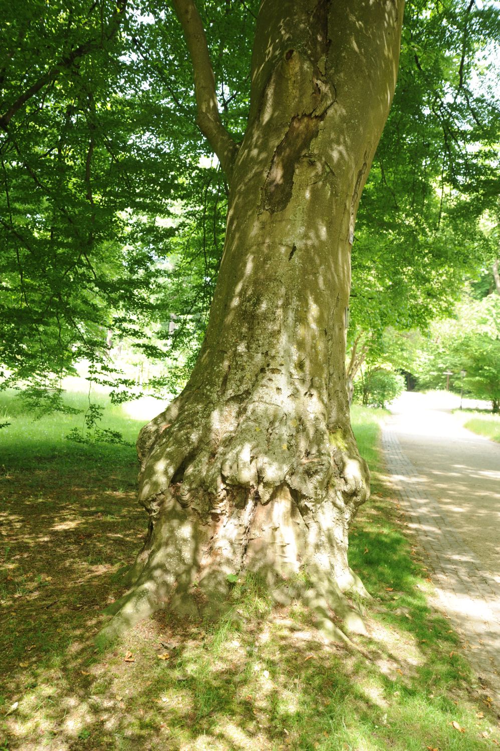 Fagus sylvatica 'Grandidentata' - Bad Homburg - Kurpark - 2014