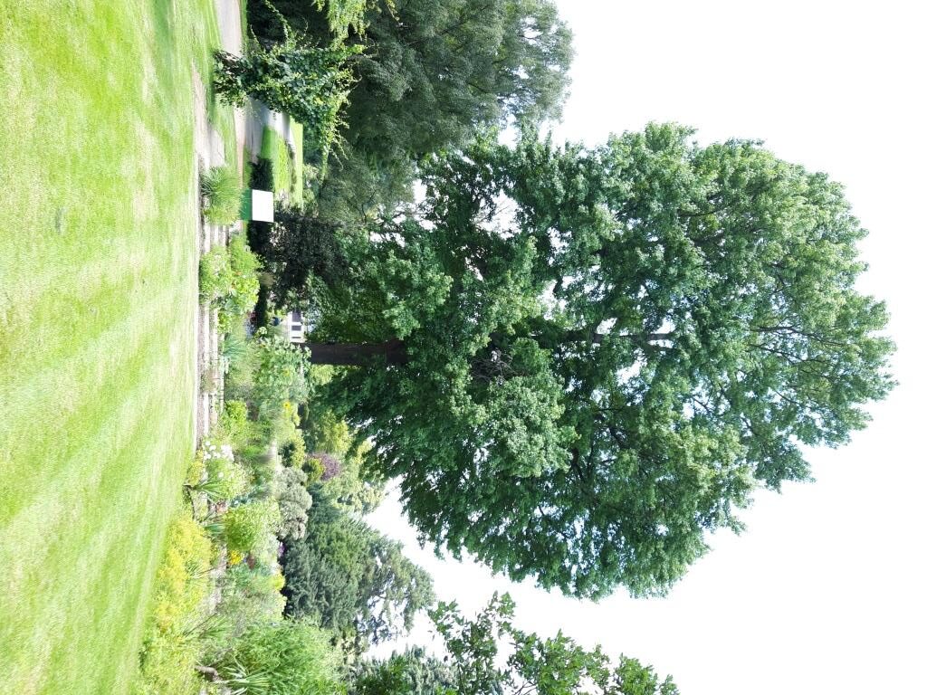 Liquidambar styraciflua