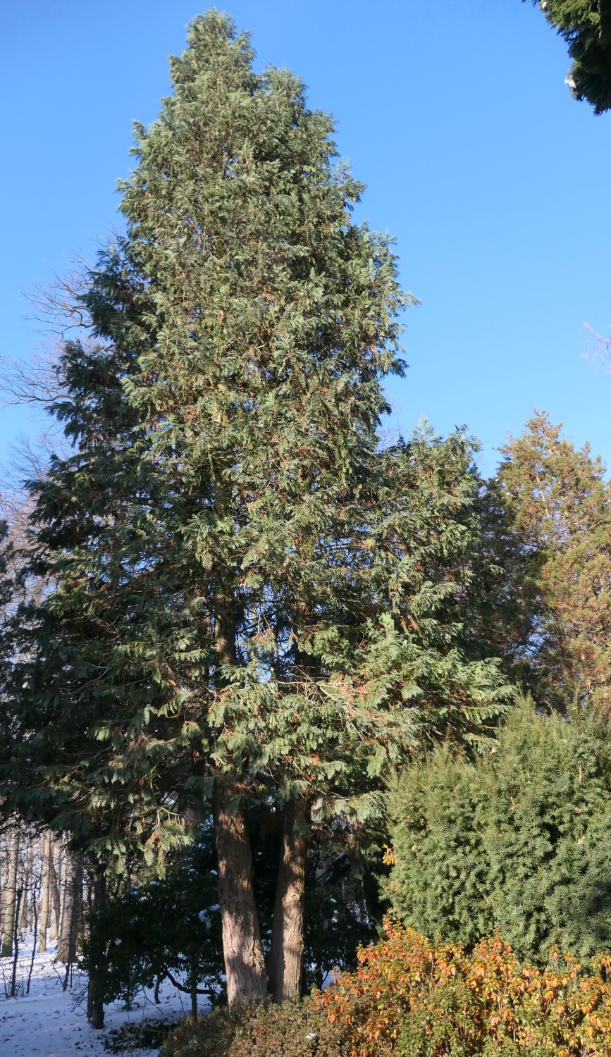 'Alumii' Chamaecyparis lawsoniana