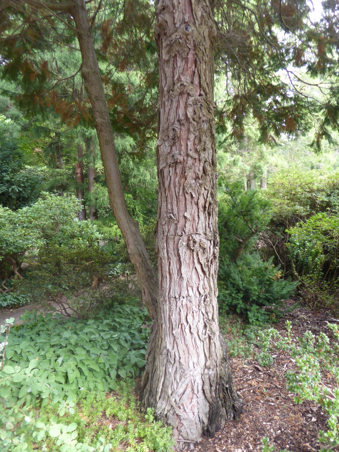 Chamaecyparis lawsoniana 'Alumi' - Dresden-Pillnitz - August 2022