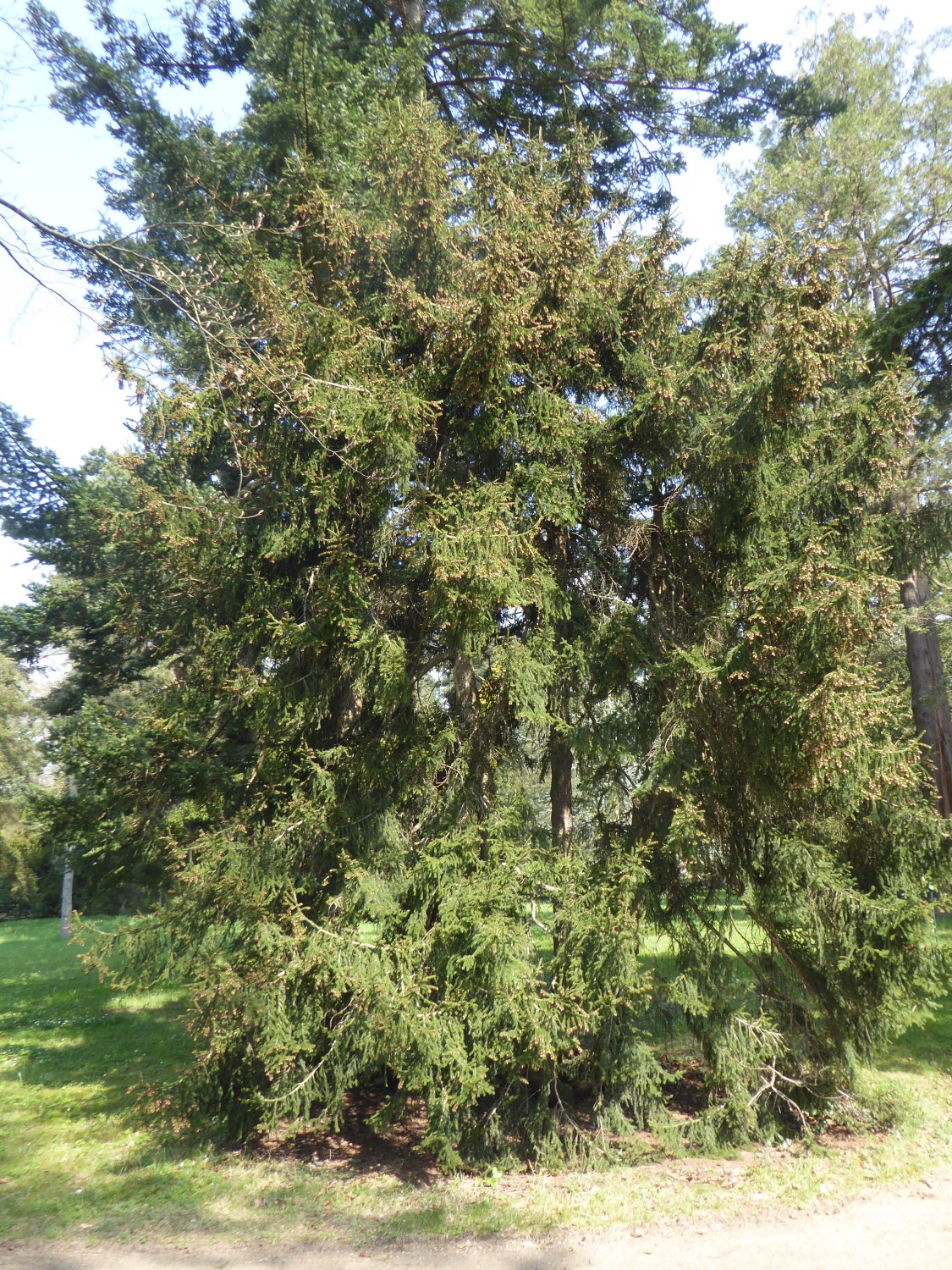 'Gracilis' orientalis Picea
