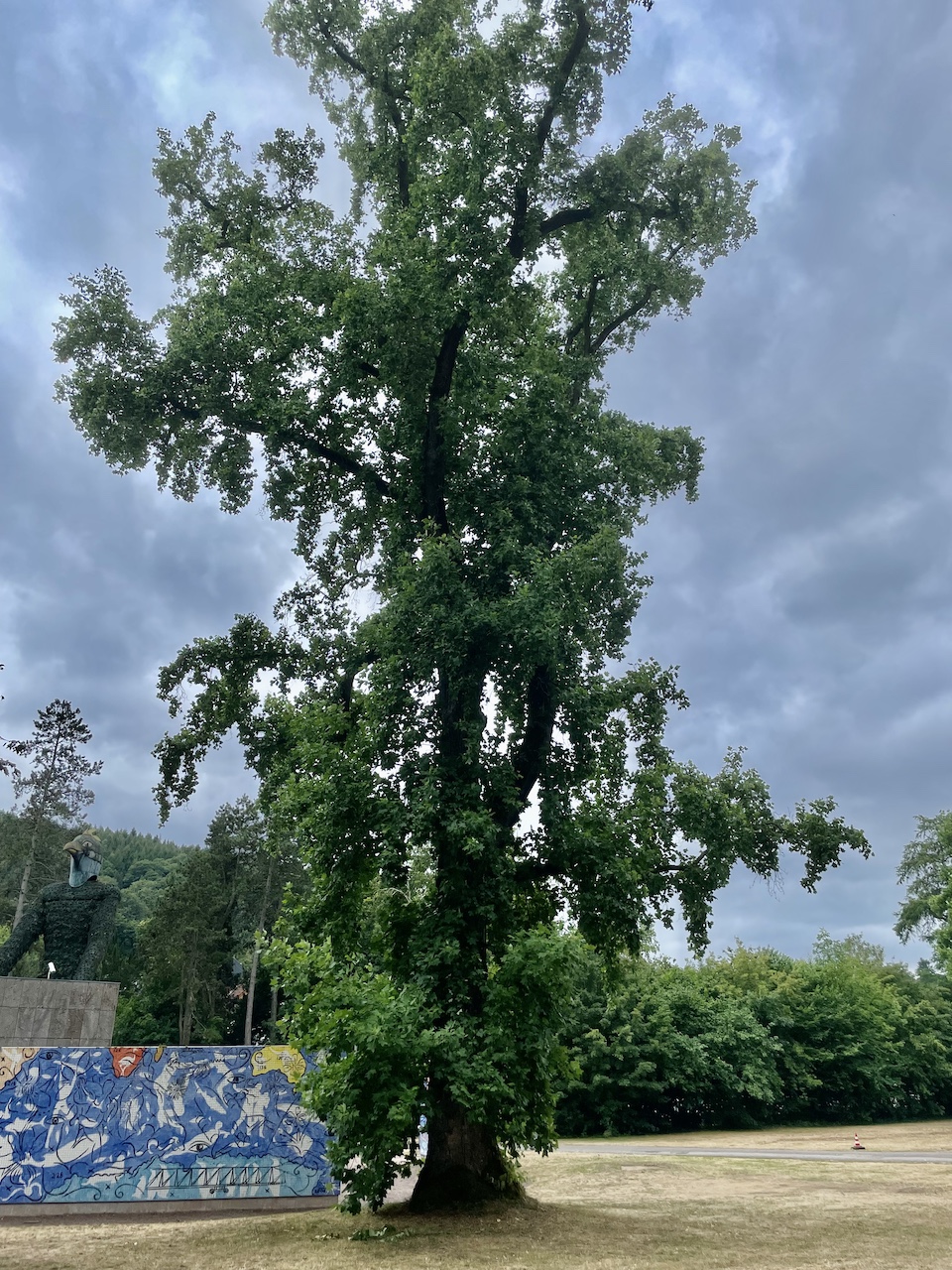 Liriodendron tulipifera