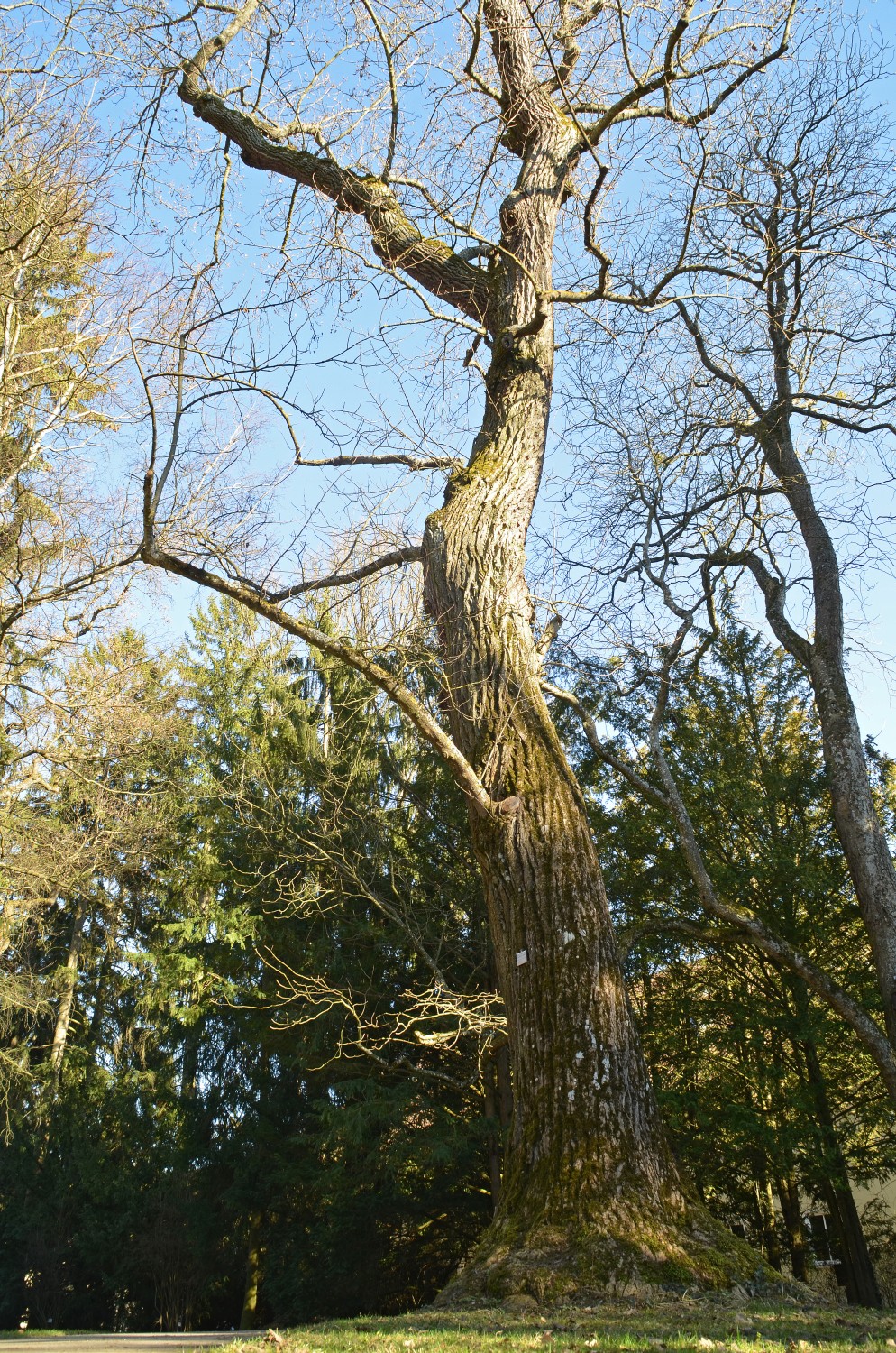 Liriodendron tulipifera