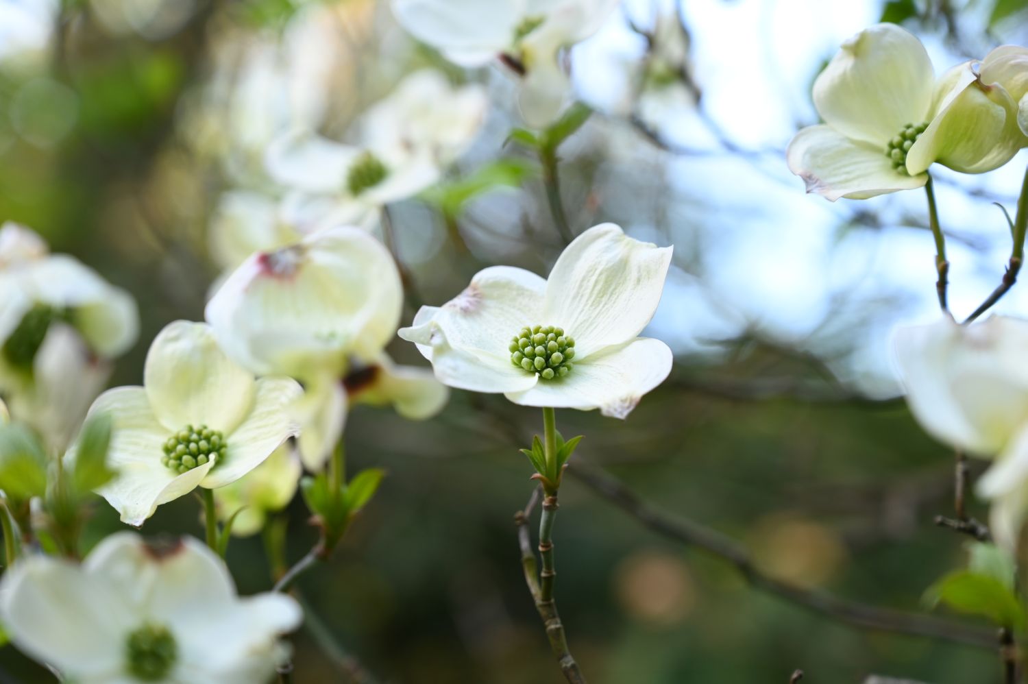 Cornus florida - Berlin, Tiergarten, Plattenweg - 2020