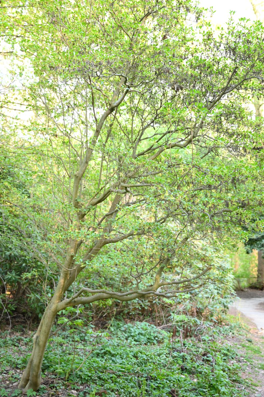 campanulatus Enkianthus